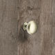 Knop Cirpi, H 27 mm, ø 30 mm, Mat vernikkeld