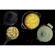 Novy induction Power 80 cm 4 zones 